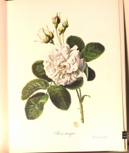 Zauber der Rose 18/24